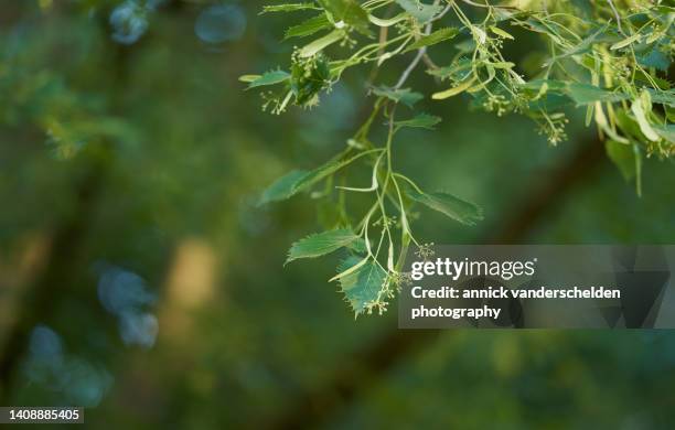 tilia henryana - lime tree stock pictures, royalty-free photos & images