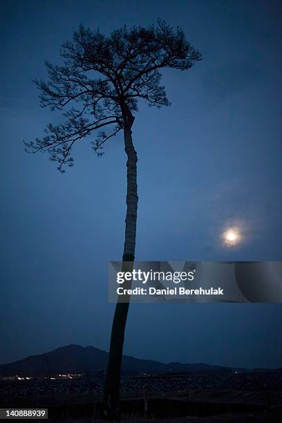 Single pine tree that was left standing after the March 11th tsunami, which swept away an entire forest in the city of Rikuzentakata, is seen on...