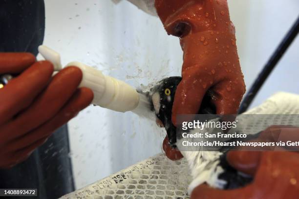 Male common goldeneye is rinsed off after having been cleaned from contaminants on Monday, January 19, 2015. Staff and volunteers at the...