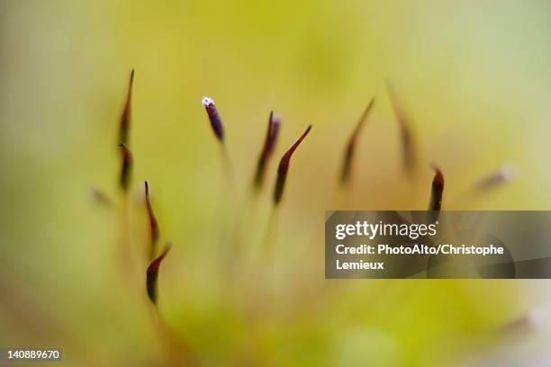 haircap moss (polytrichum) spores - polytrichum commune stock pictures, royalty-free photos & images