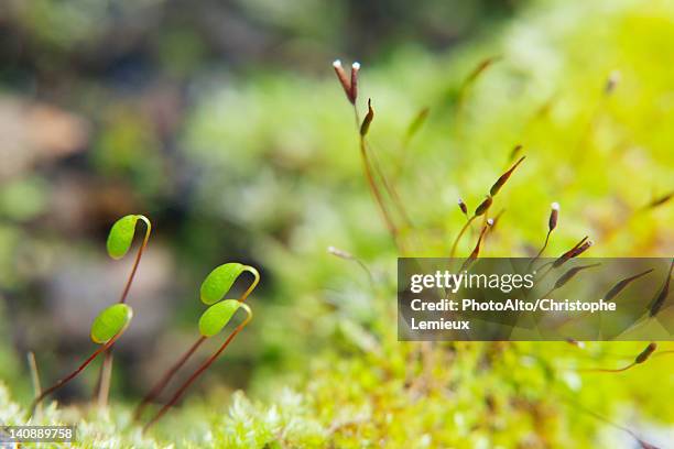 haircap moss (polytrichum) spores - polytrichum commune stock pictures, royalty-free photos & images