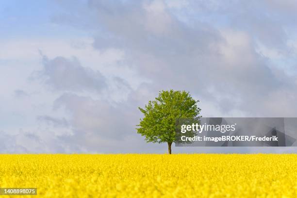 Rapre Tree 7,605 Rape Tree Stock Photos, High-Res Pictures, and Images - Getty Images