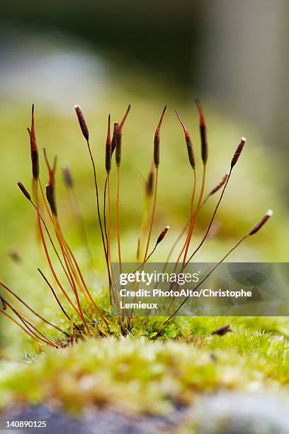 haircap moss (polytrichum) spores - polytrichum commune stock pictures, royalty-free photos & images