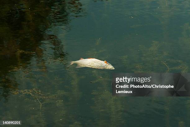 dead fish floating in pond - dead photos et images de collection