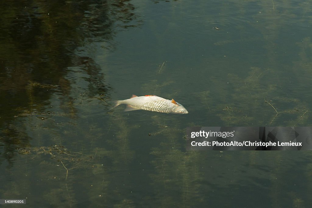 Dead fish floating in pond