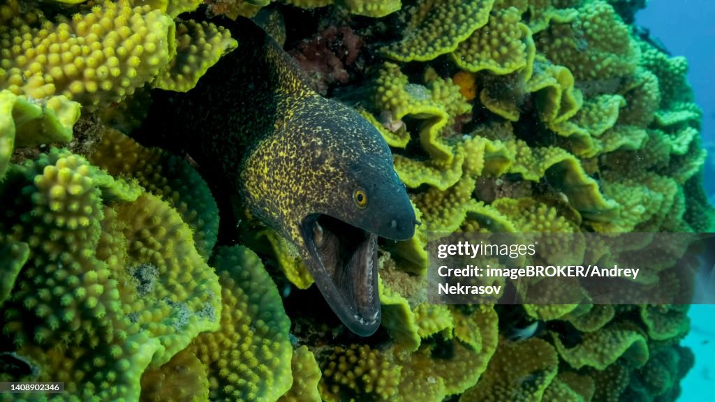 Yellow Edged Moray Eel (Gymnothorax flavimarginatus) peeks out of its Lettuce coral or Yellow Scroll Coral (Turbinaria reniformis) . Close-up. Red sea, Egypt