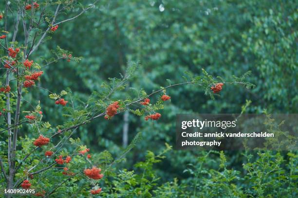 rowan - rowan tree stock pictures, royalty-free photos & images