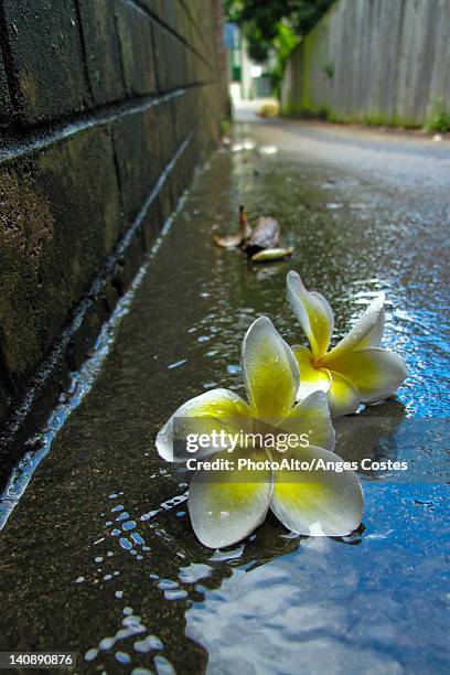 frangipani flowers in gutter - sarjeta - fotografias e filmes do acervo