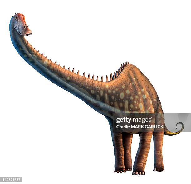 artwork of a diplodocus dinosaur - herbivorous stock illustrations