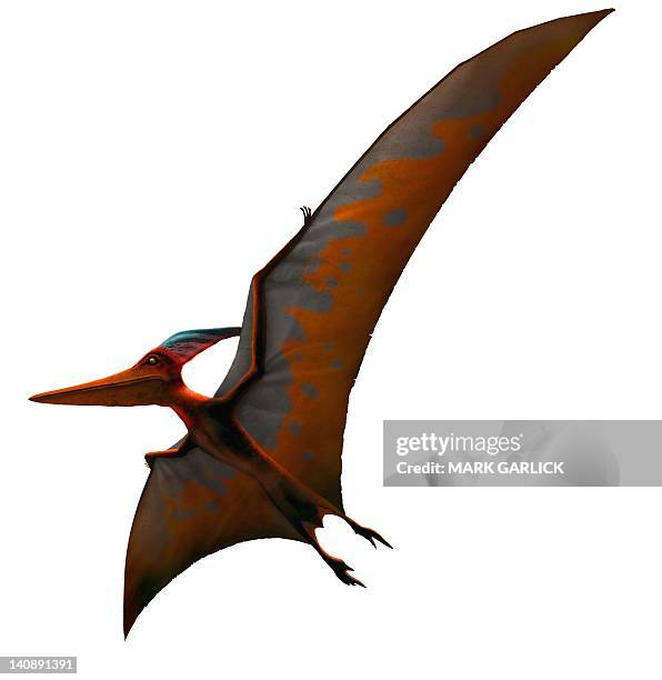 bildbanksillustrationer, clip art samt tecknat material och ikoner med artwork of pteranodon sternbergi - dinosaurie