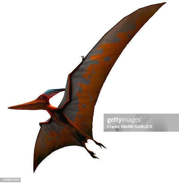 artwork of pteranodon sternbergi - 動物學 幅插畫檔、美工圖案、卡通及圖標