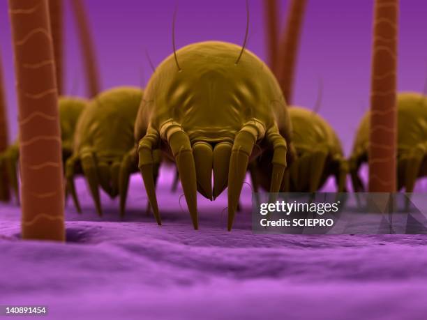 dust mites, artwork - hair close up stock illustrations
