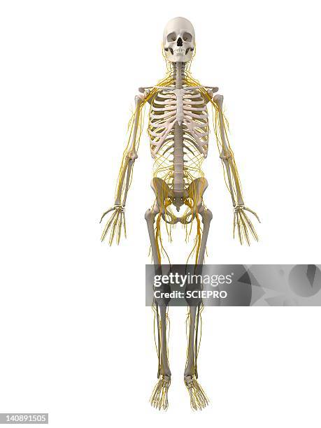 human nervous system, artwork - neural pathways stock illustrations