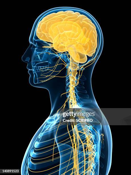 human nervous system, artwork - neural pathways stock illustrations