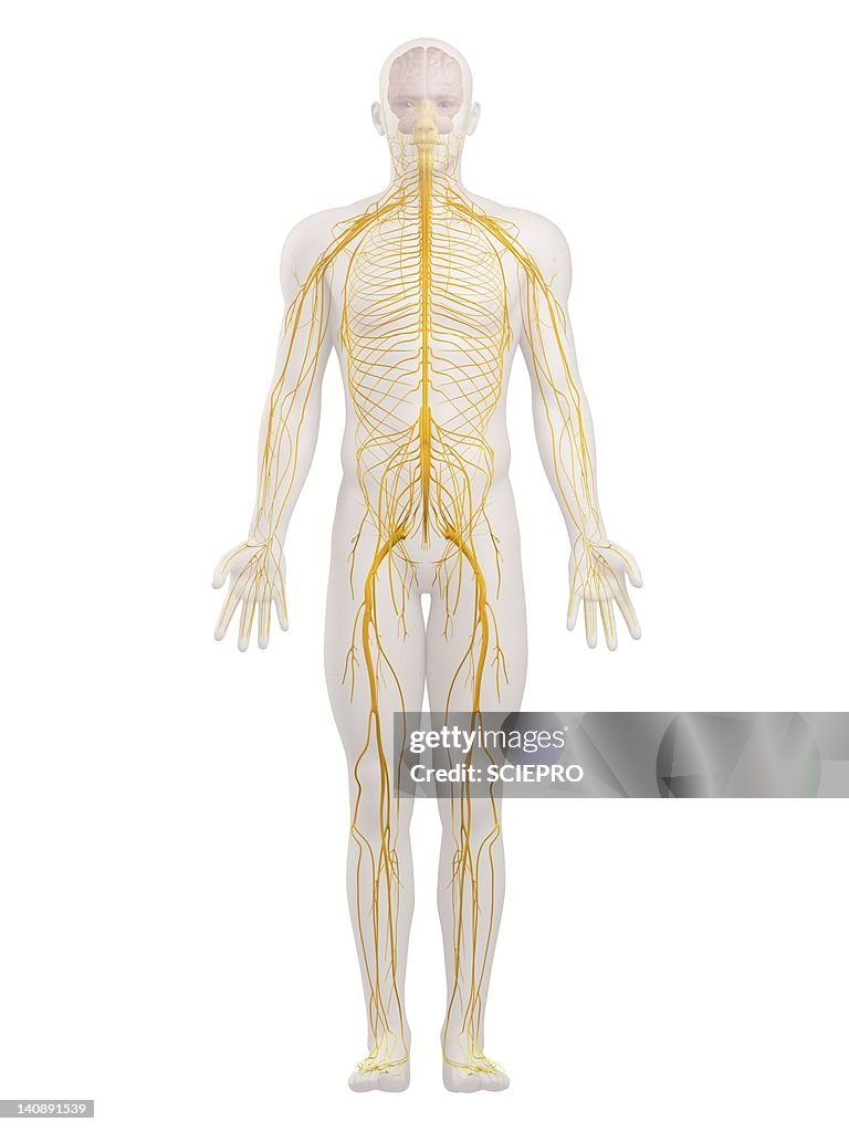 Human nervous system, artwork