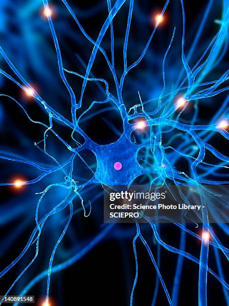 nerve cell, artwork - human cell stock-grafiken, -clipart, -cartoons und -symbole