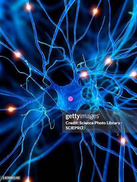 nerve cell, artwork - nucleus stock illustrations