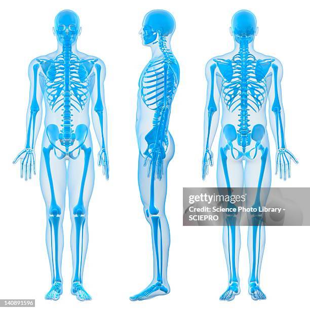 ilustraciones, im�ágenes clip art, dibujos animados e iconos de stock de male skeleton, artwork - esqueleto humano