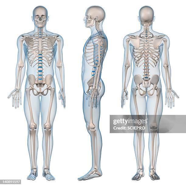 male skeleton, artwork - bones stock illustrations