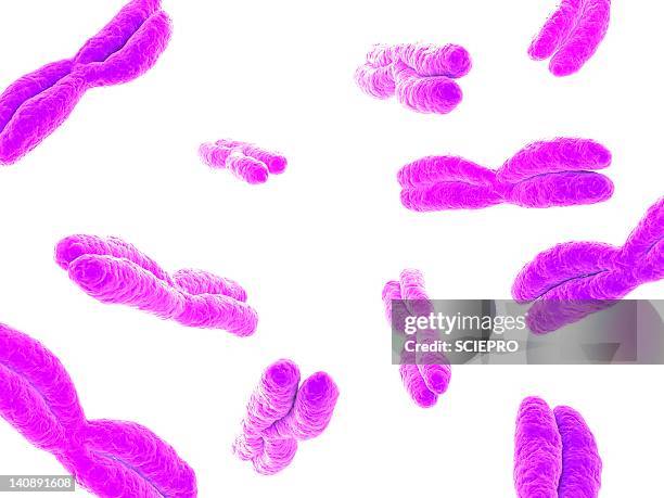chromosomes, artwork - chromosome stock illustrations