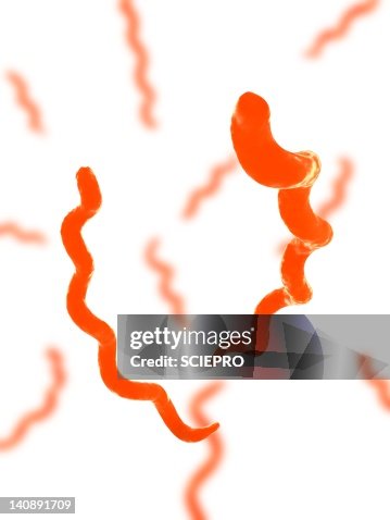 Syphilis bacteria, artwork Syphilis bacteria, artwork