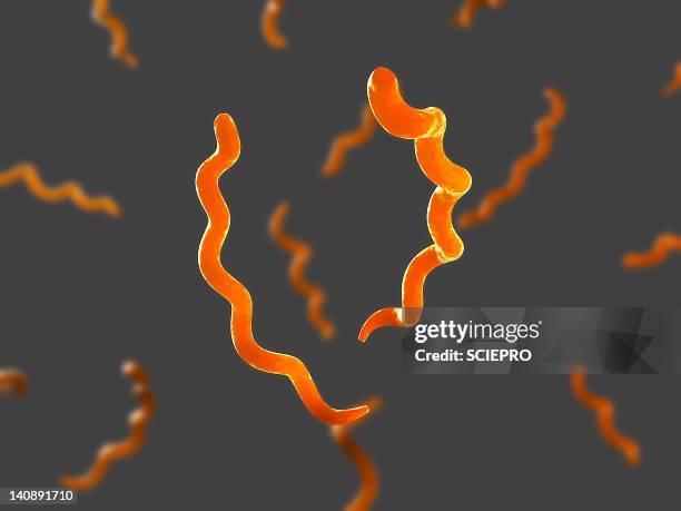 ilustrações de stock, clip art, desenhos animados e ícones de syphilis bacteria, artwork - treponema pallidum