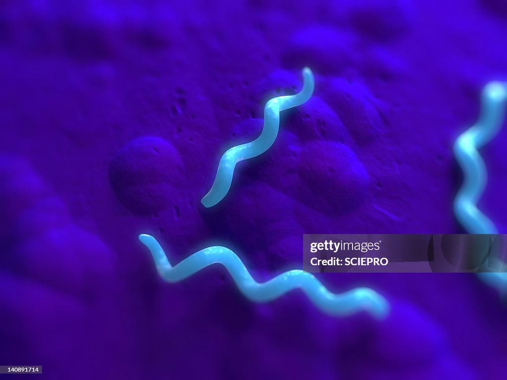 Spirillum bacteria, artwork