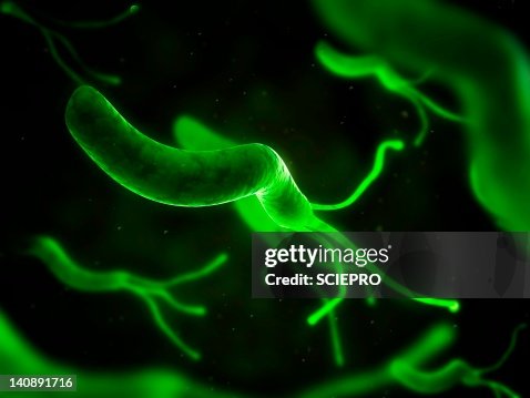 Helicobacter pylori bacterium, artwork Helicobacter pylori bacterium, artwork