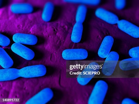 Dividing bacteria, artwork Dividing bacteria, artwork