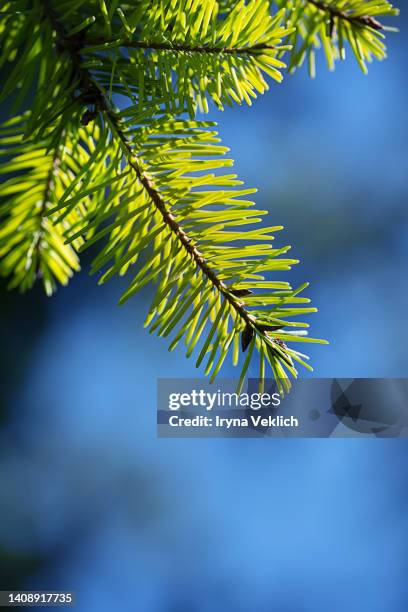 fresh green blue leaves of an evergreen tree background. nature product concept. - tree forest flowers stockfoto's en -beelden