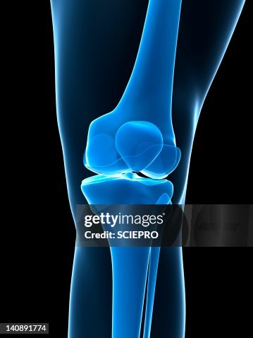 Knee bones, artwork Knee bones, artwork