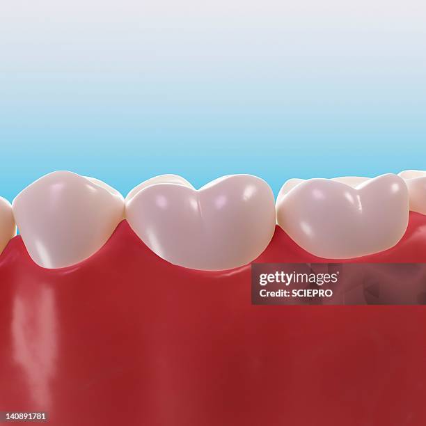 healthy teeth, artwork - human teeth stock illustrations