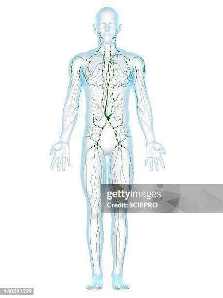 illustrazioni stock, clip art, cartoni animati e icone di tendenza di lymphatic system, artwork - sistema linfatico