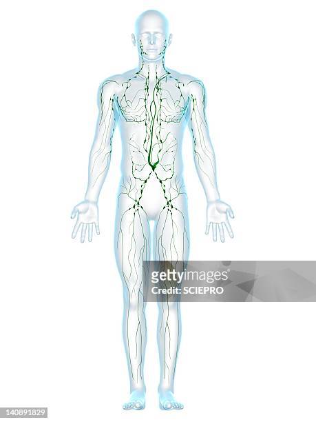 lymphatic system, artwork - lymphatic system stock illustrations