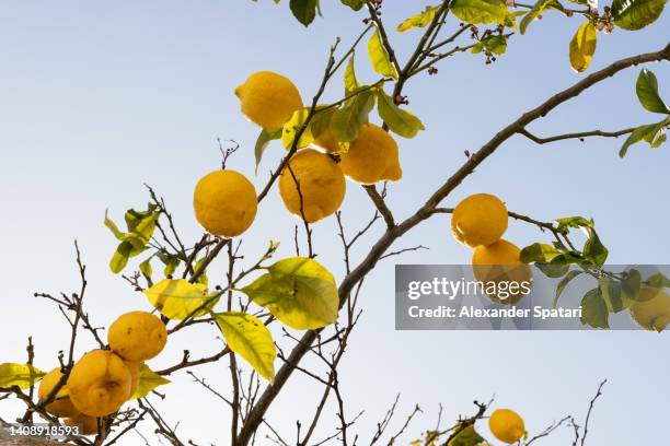 ripe lemons growing on a lemon tree against blue sky, low angle view - lemon tree stockfoto's en -beelden