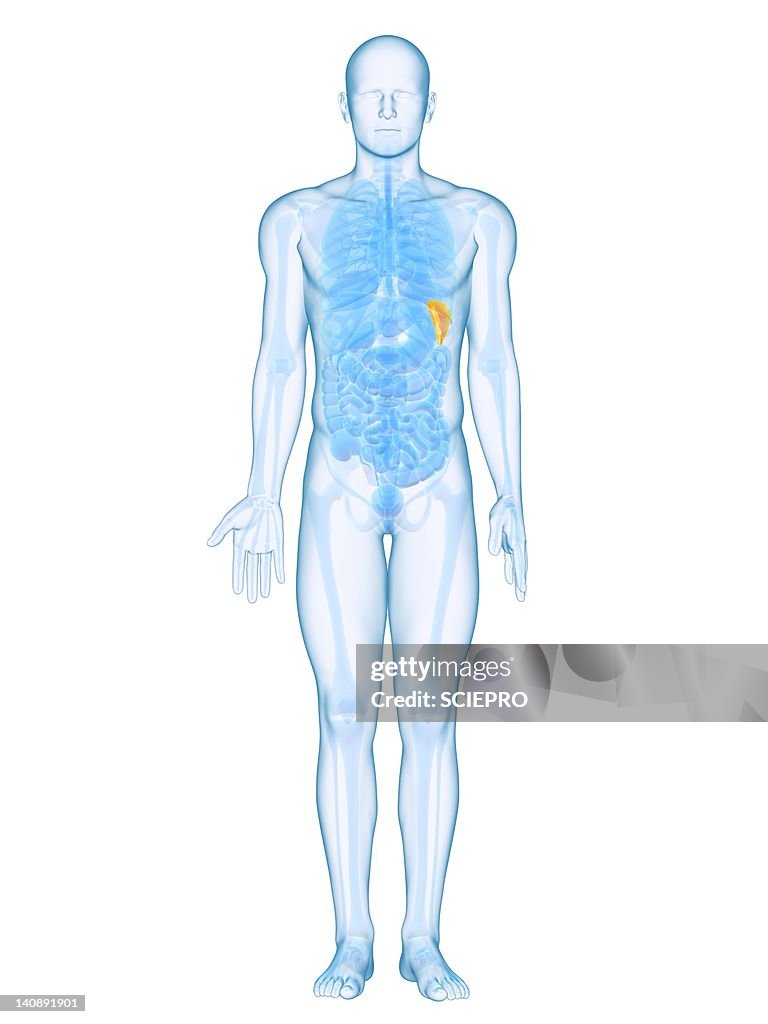 Healthy spleen, artwork