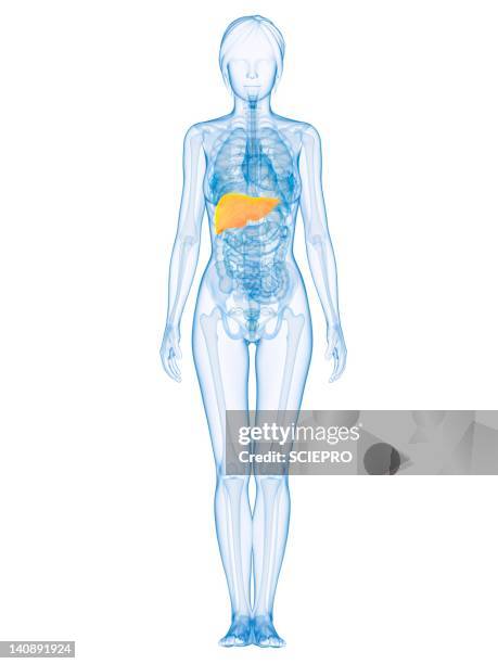 healthy liver, artwork - human liver stock illustrations