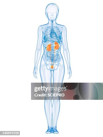 Healthy urinary system, artwork Healthy urinary system, artwork