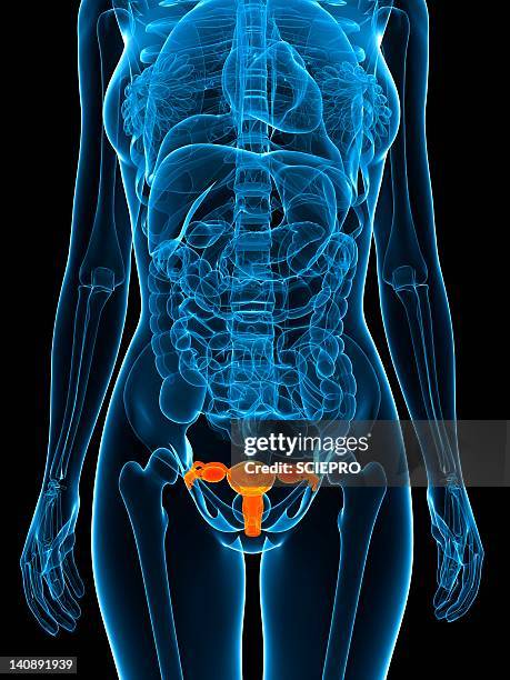 female reproductive organs, artwork - intimzone stock-grafiken, -clipart, -cartoons und -symbole