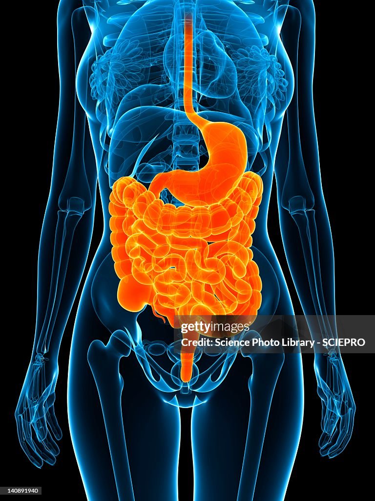Healthy digestive system, artwork