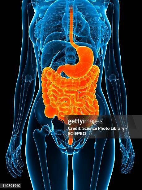 ilustraciones, imágenes clip art, dibujos animados e iconos de stock de healthy digestive system, artwork - abdomen