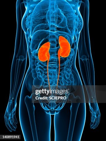 Healthy urinary system, artwork Healthy urinary system, artwork