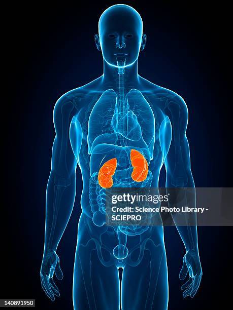 Kidney Base Kidneys Anatomical Photos and Premium High Res Pictures - Getty Images