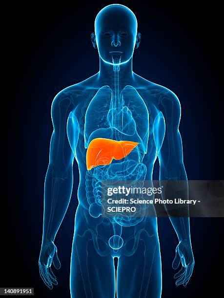 healthy liver, artwork - human liver stock illustrations