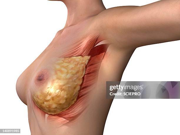 breast anatomy, artwork - connective tissue stock illustrations