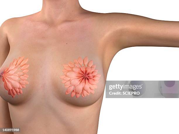 breast anatomy, artwork - mid section stock-grafiken, -clipart, -cartoons und -symbole