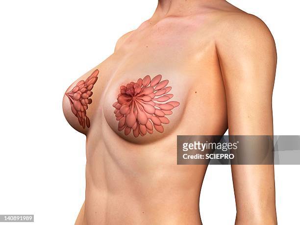 breast anatomy, artwork - statue stock illustrations