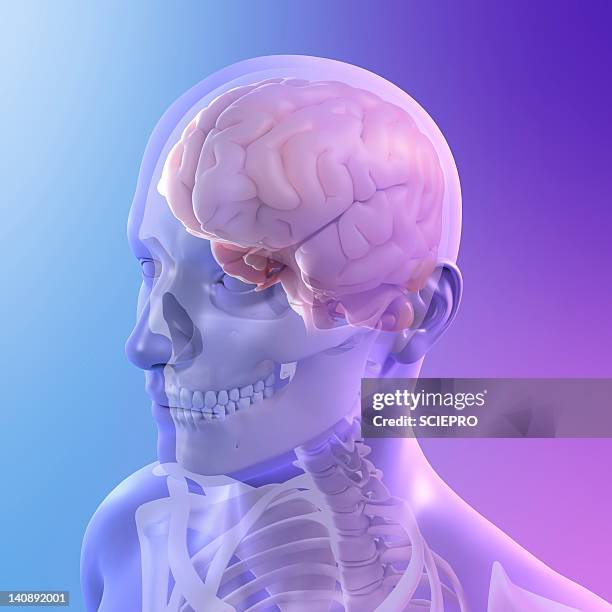 head anatomy, artwork - face looking down stock illustrations