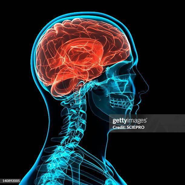 head anatomy, artwork - human rib cage stock illustrations