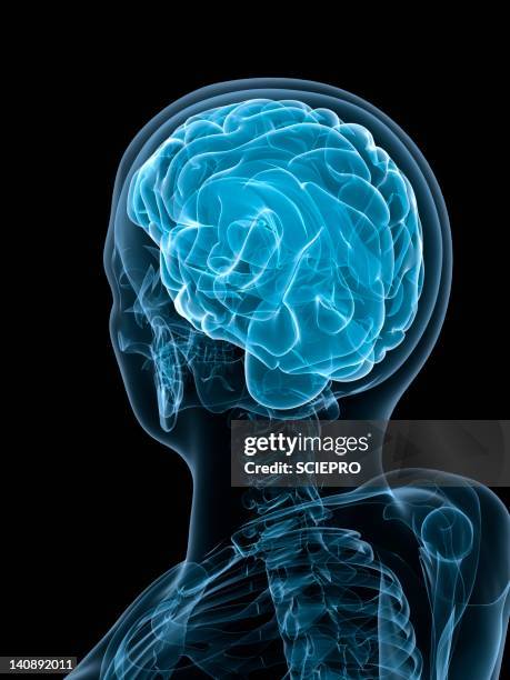 Top View Head Vector 359 Human Head Top View High Res Illustrations - Getty Images